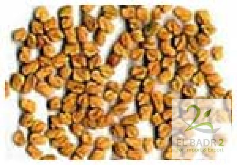 Fenugreek seeds