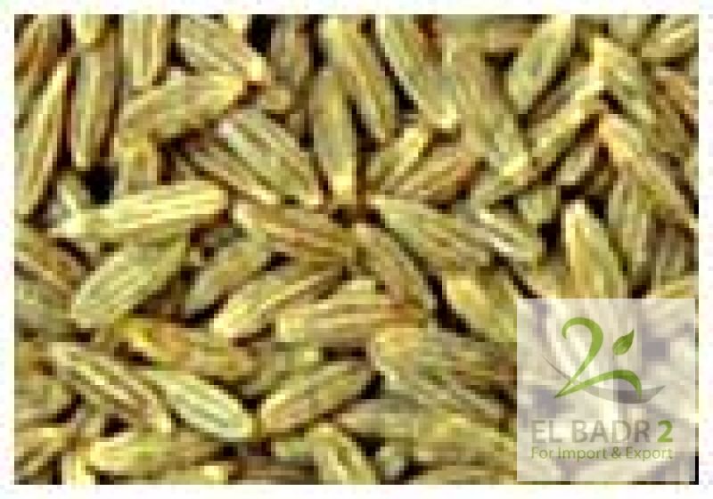 Cumin seeds